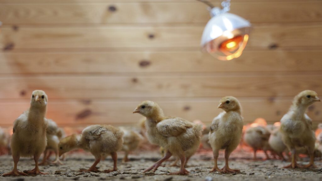 12,000 chicks were found abandoned in an USPS truck : NPR