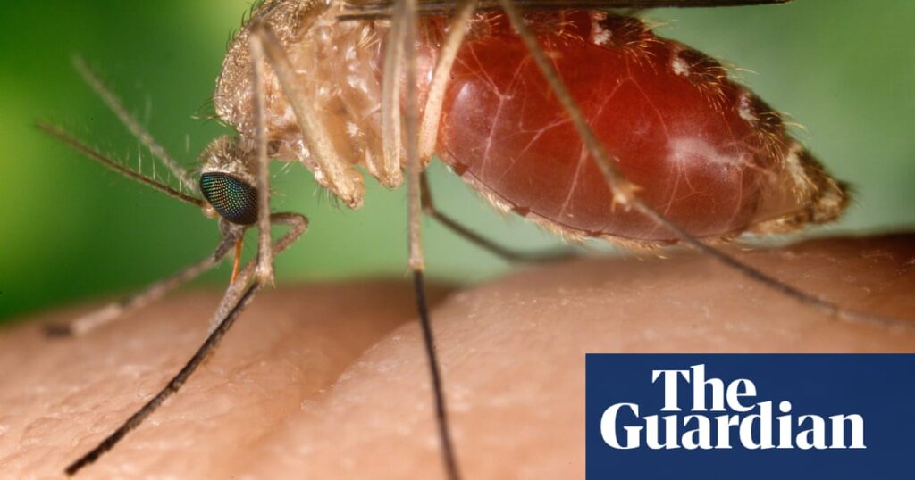 Climate change could bring insect-borne tropical diseases to UK, scientists warn | Infectious diseases
