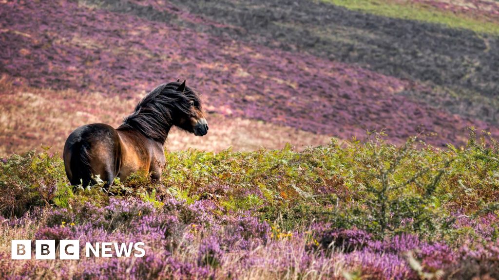 Nature festival launched on Exmoor National Park