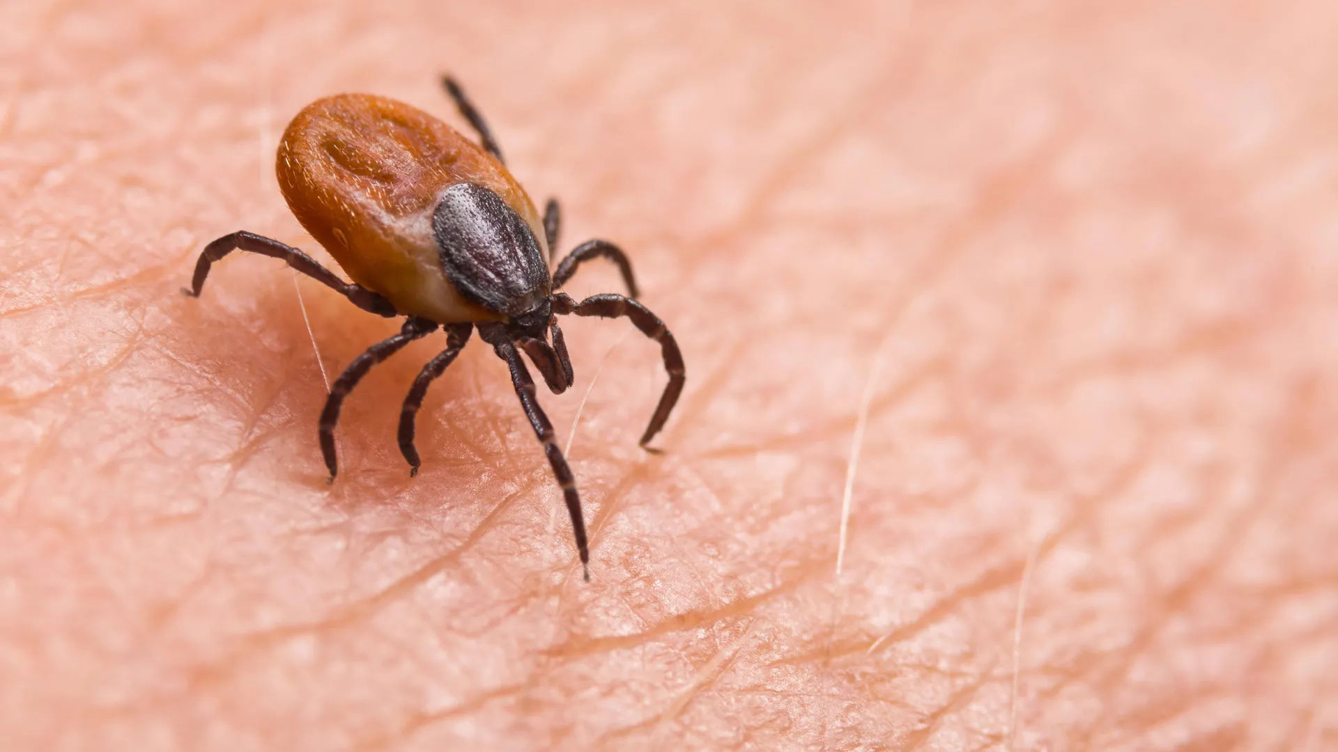 A cholesterol secret inside ticks may halt Lyme disease spread