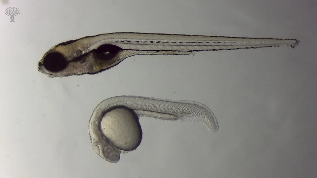 Can zebrafish help humans regrow hearing cells?