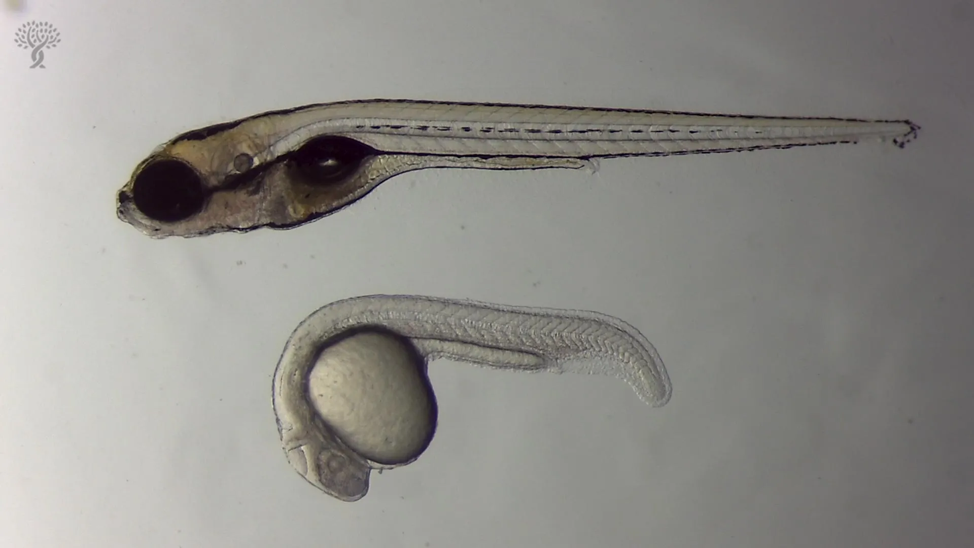 Can zebrafish help humans regrow hearing cells?