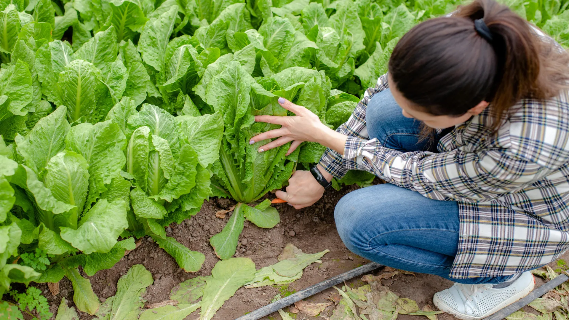 Dirty water, warm trucks, and the real reason romaine keeps making us sick