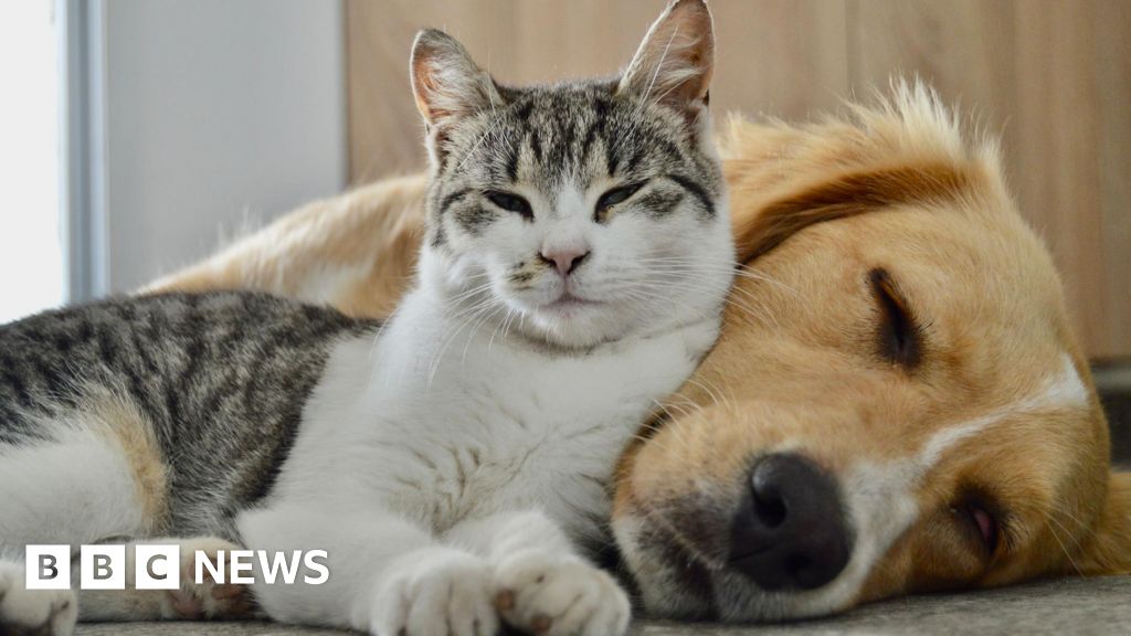 Government study to check pet dog and cat poo for superbugs