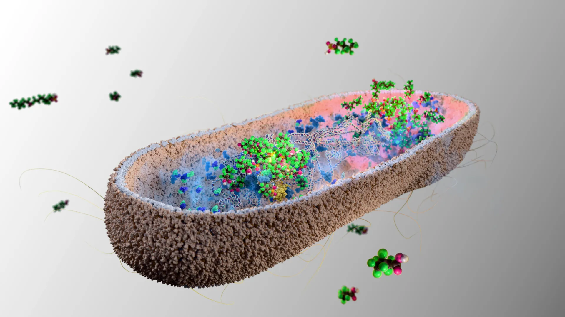 Tiny gut “sponge” bacteria found to flush out toxic PFAS “forever chemicals”
