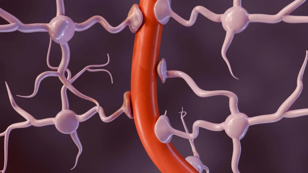 Alzheimer’s risk may start at the brain’s border, not inside it