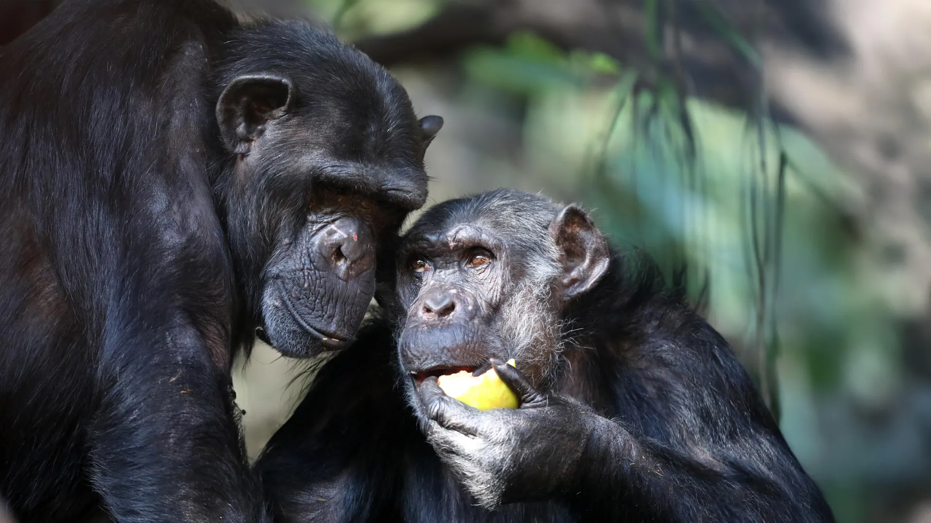 Did drunk apes help us evolve? New clues reveal why we digest alcohol so well