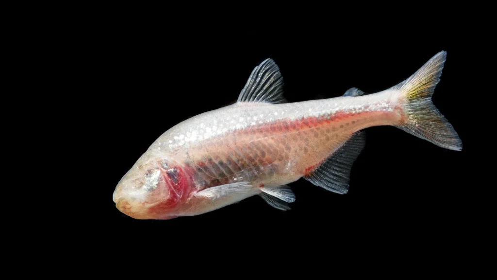 In the dark for 11 million years: How blind cavefish rewrote evolution