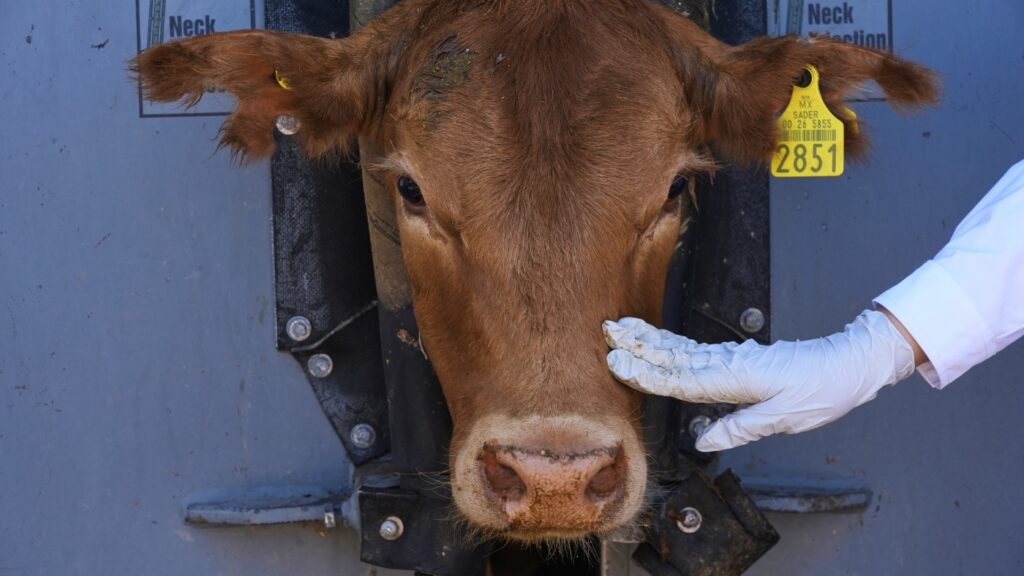 Parasite ravages Mexican cattle exports to the U.S. : NPR