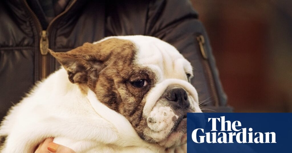 Puppy fat jabs: are our pets next in line for weight-loss drugs? | Pets