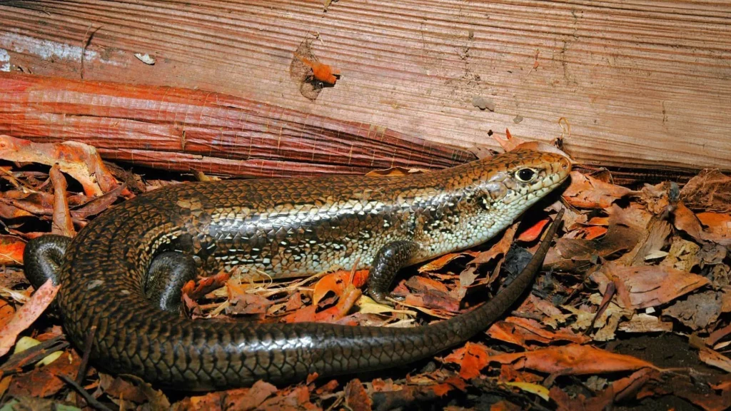 Scientists found the gene that makes Aussie skinks immune to deadly snake venom