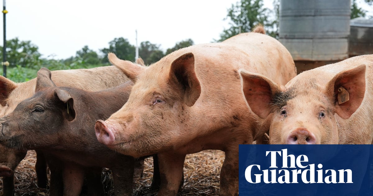 Surgeons transplant pig lung into brain dead human recipient for first time | Medical research