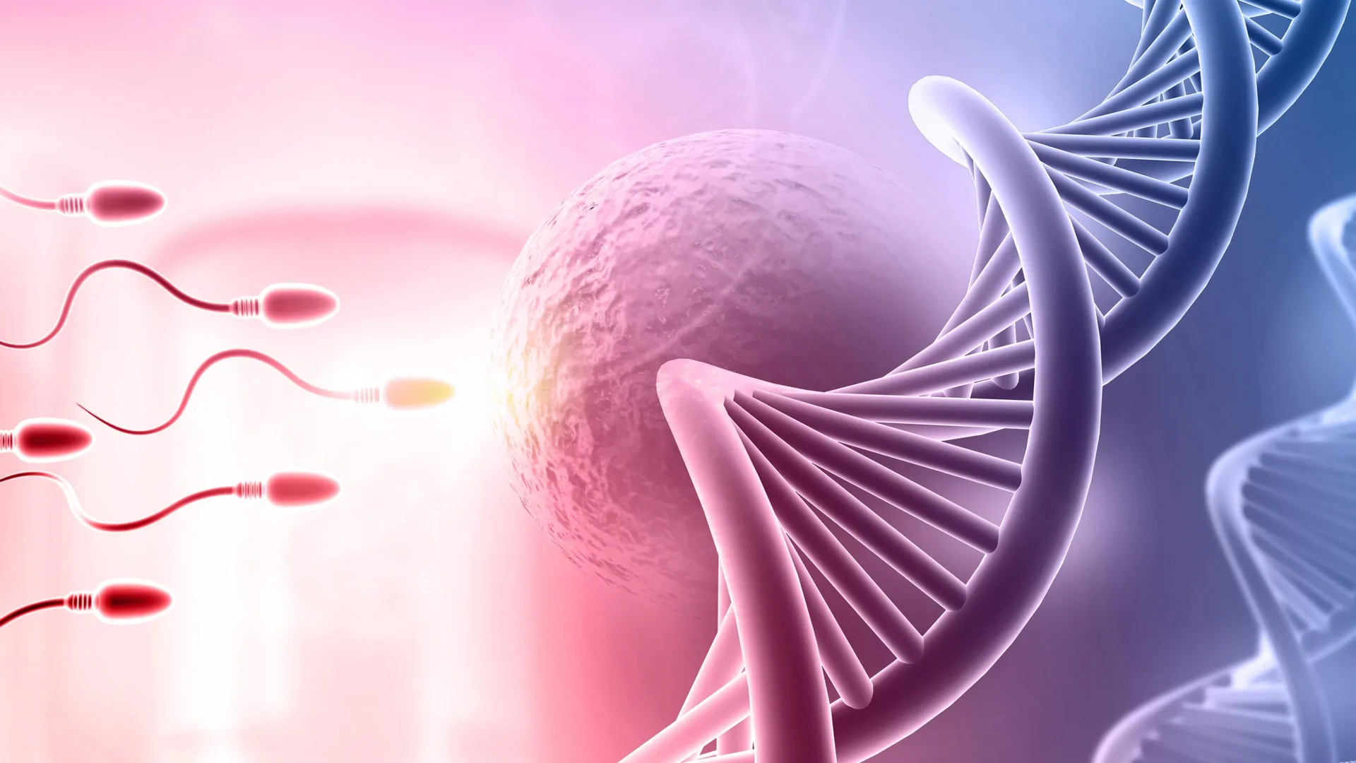 The hidden DNA organizer linking fertility and cancer