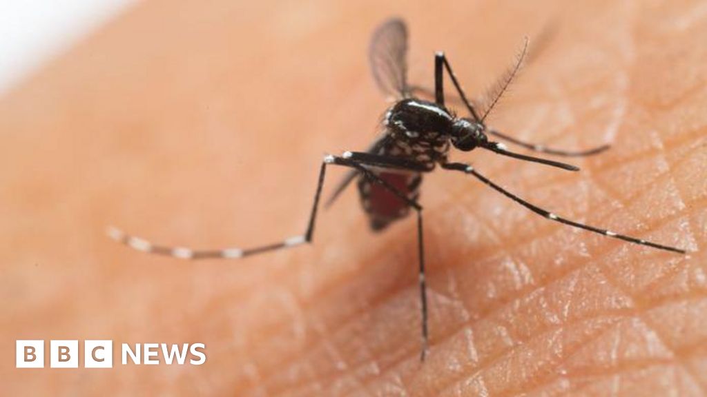 UK cases of mosquito-borne chikungunya virus more than double