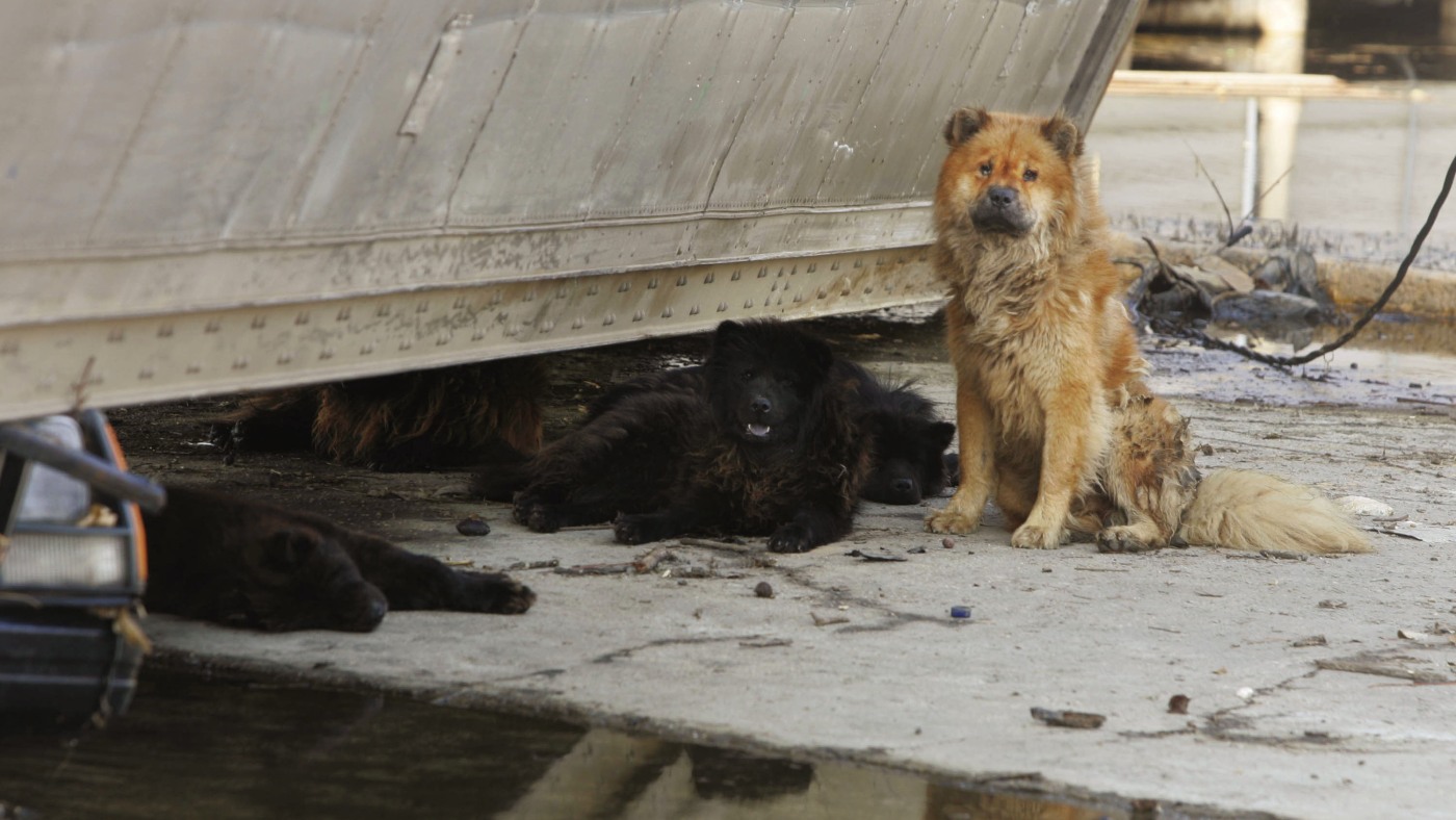 What Hurricane Katrina taught us about protecting pets : NPR