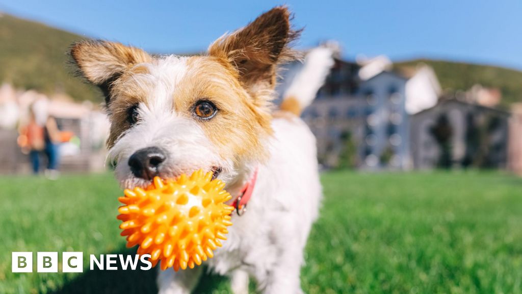 When is it too hot to walk your dog, and how to keep pets cool